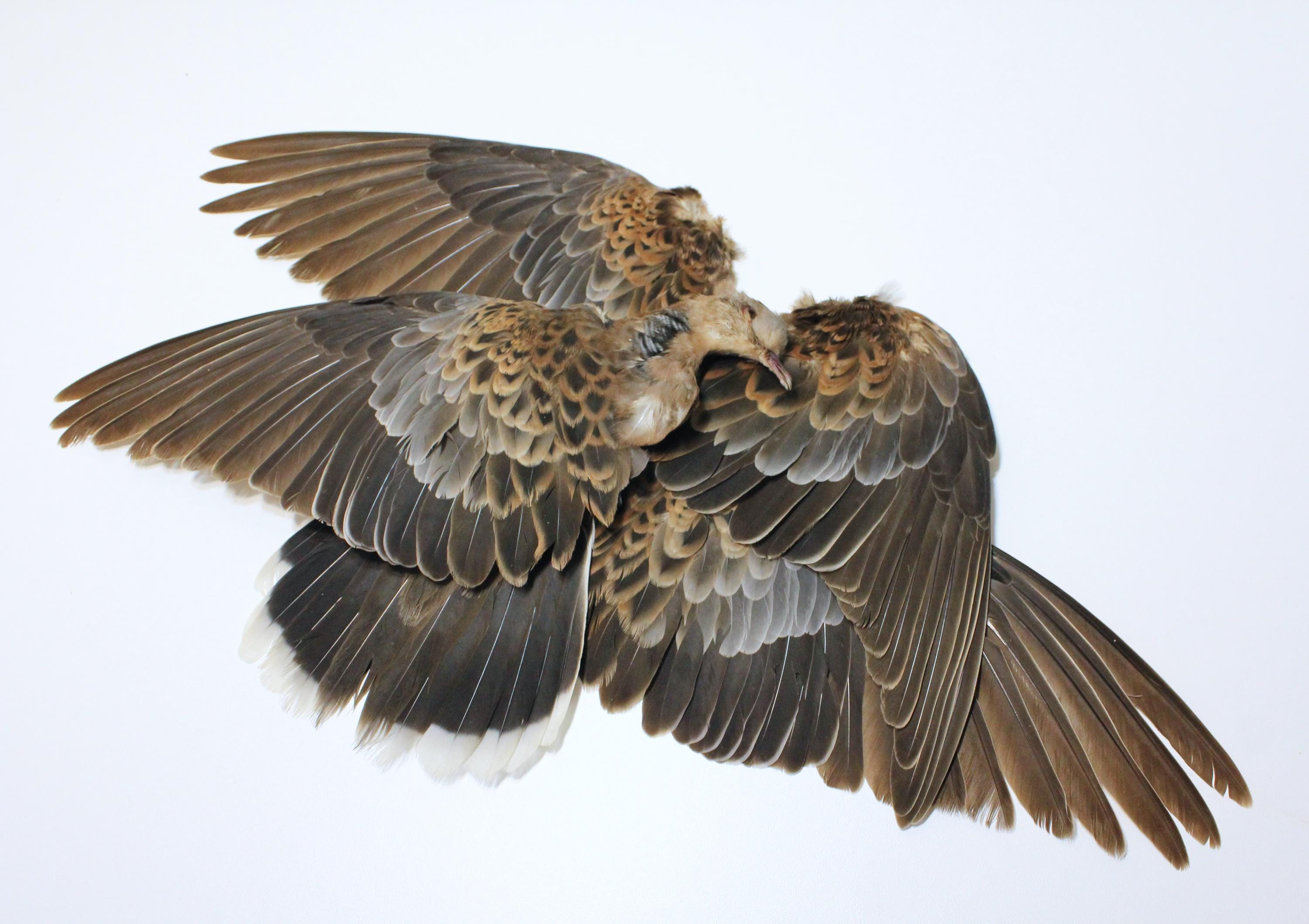 Bird skin taxidermy - Etsy 日本