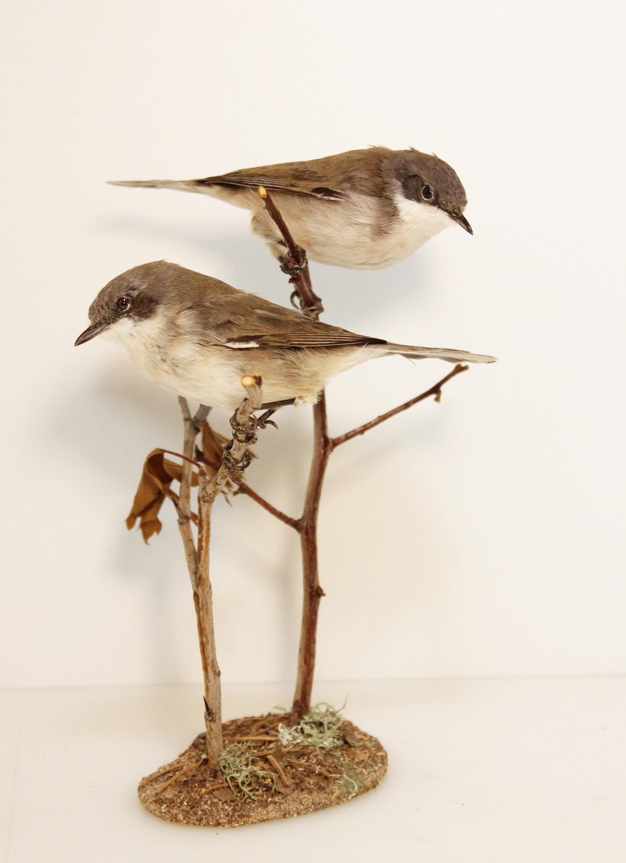 Bird skin taxidermy - Etsy 日本