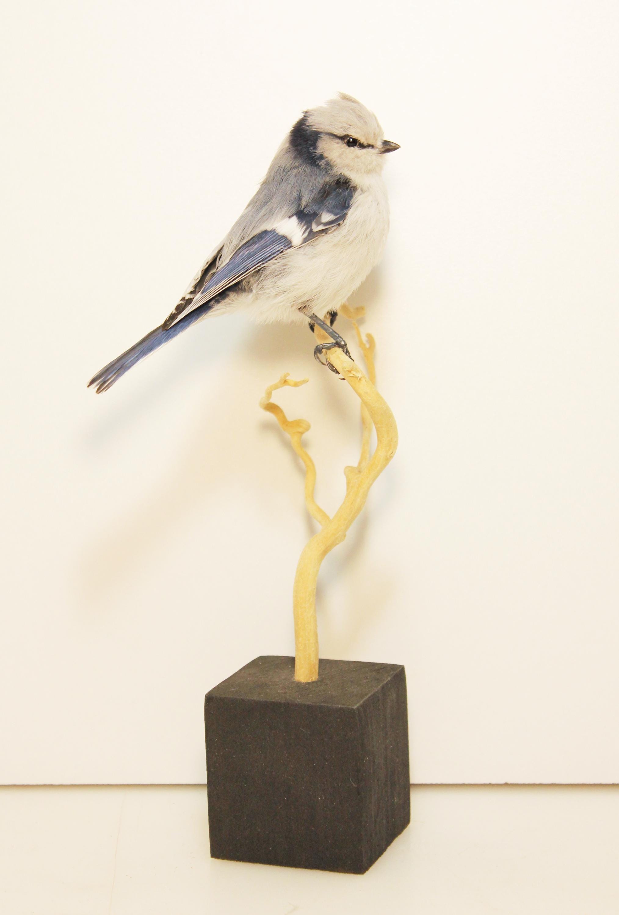 Bird skin taxidermy - Etsy 日本