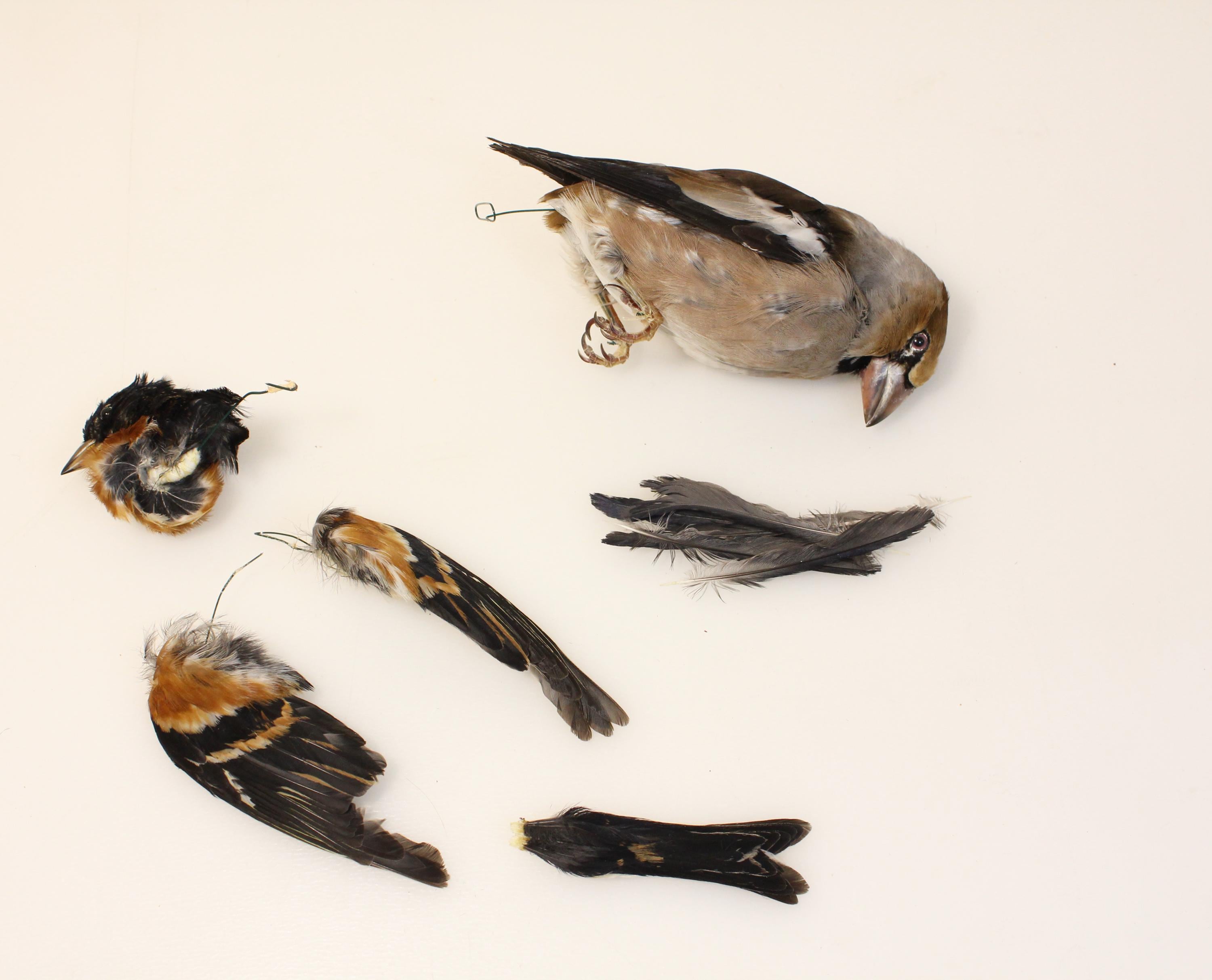 Bird skin taxidermy - Etsy 日本