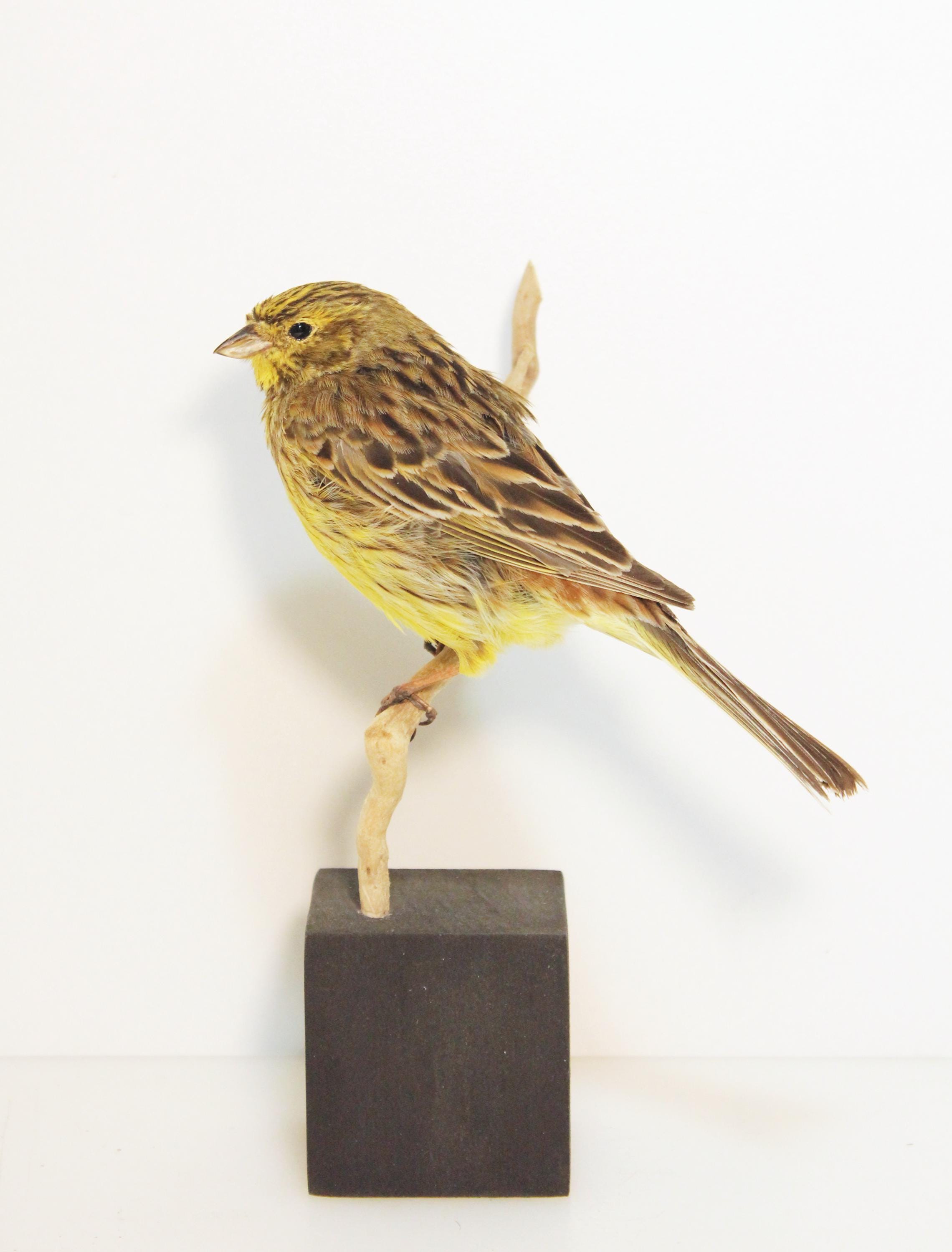 Bird skin taxidermy - Etsy 日本