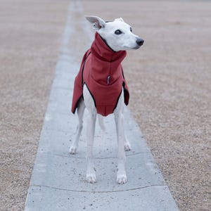 Pu&ograve; includere: Un cane bianco indossa un cappotto rosso con finiture nere e si trova su un sentiero di cemento. Il cappotto ha un colletto alto e copre la schiena e il petto del cane. Lo sfondo &egrave; una superficie di ghiaia.