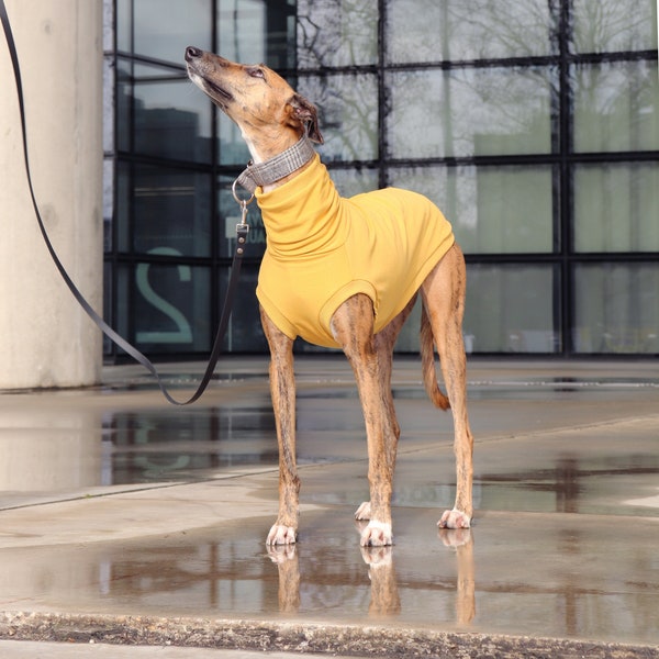 Pull avec revers côtelés pour lévrier, whippet, galgo, saluki, lurcher, lévrier italien, chien (pull en polaire douce vêtements t-shirt pyjama)