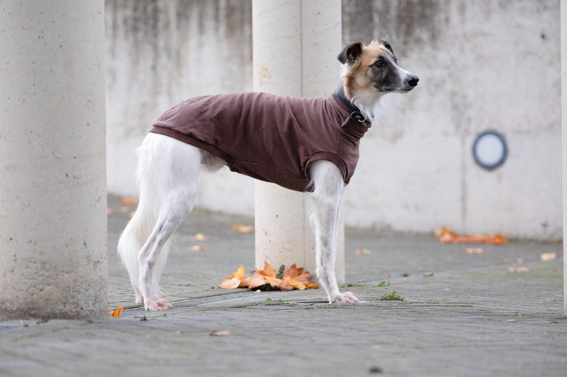 May include: A slender dog with a white coat and tan markings on its head wearing a solid brown sleeveless sweater with a high neck collar. The dog stands in profile, showcasing the fitted brown garment that covers its torso and neck area.
