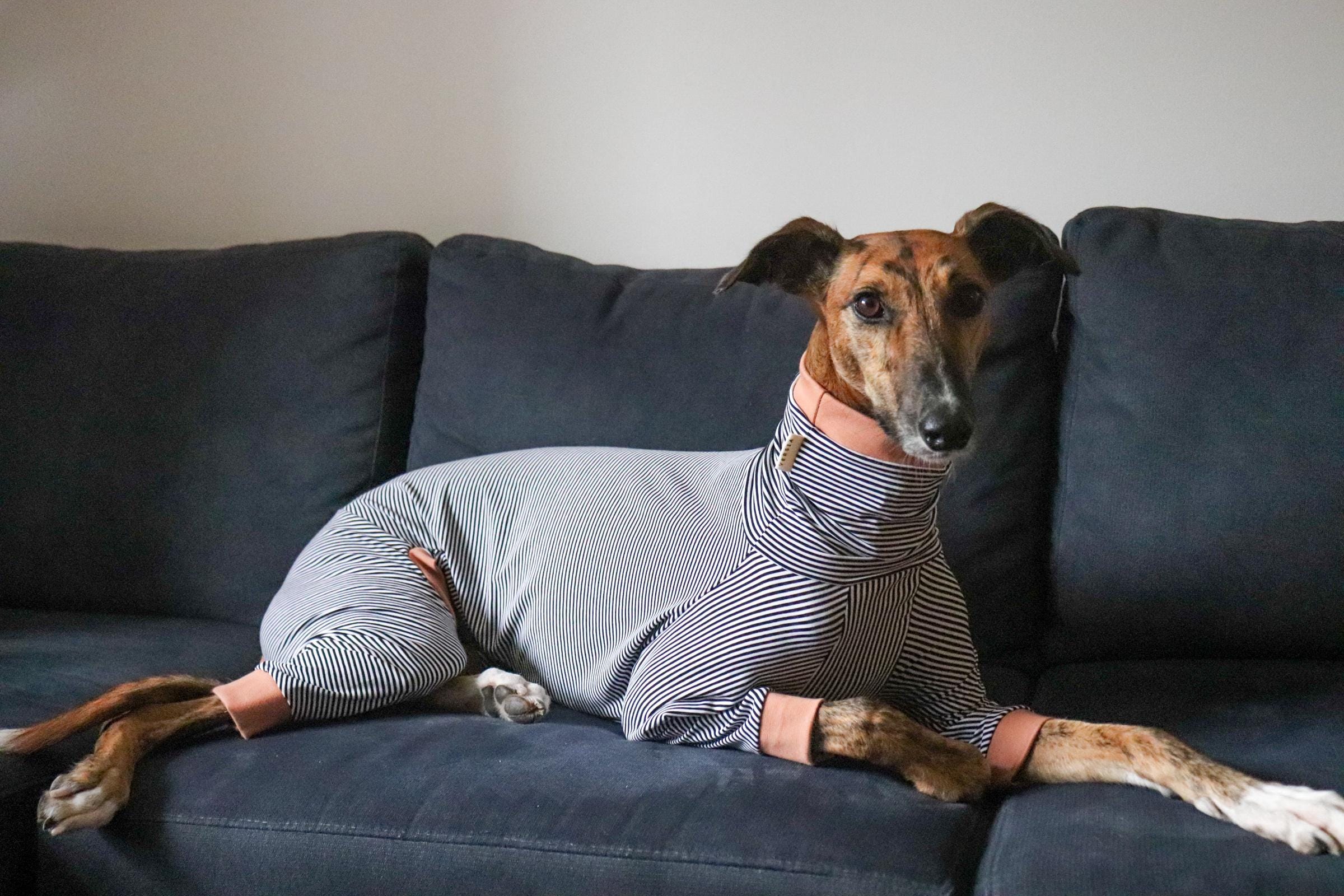 Striped onesie for greyhound, whippet, galgo, saluki, lurcher, Italian greyhound (pajamas); with coloured cuffing