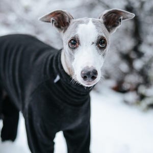 Pu&ograve; includere: Un levriero italiano grigio e bianco indossa un body nero a maniche lunghe con collo alto. L'indumento copre il busto e le zampe del cane e presenta una piccola etichetta bianca vicino allo scollo sul lato sinistro.