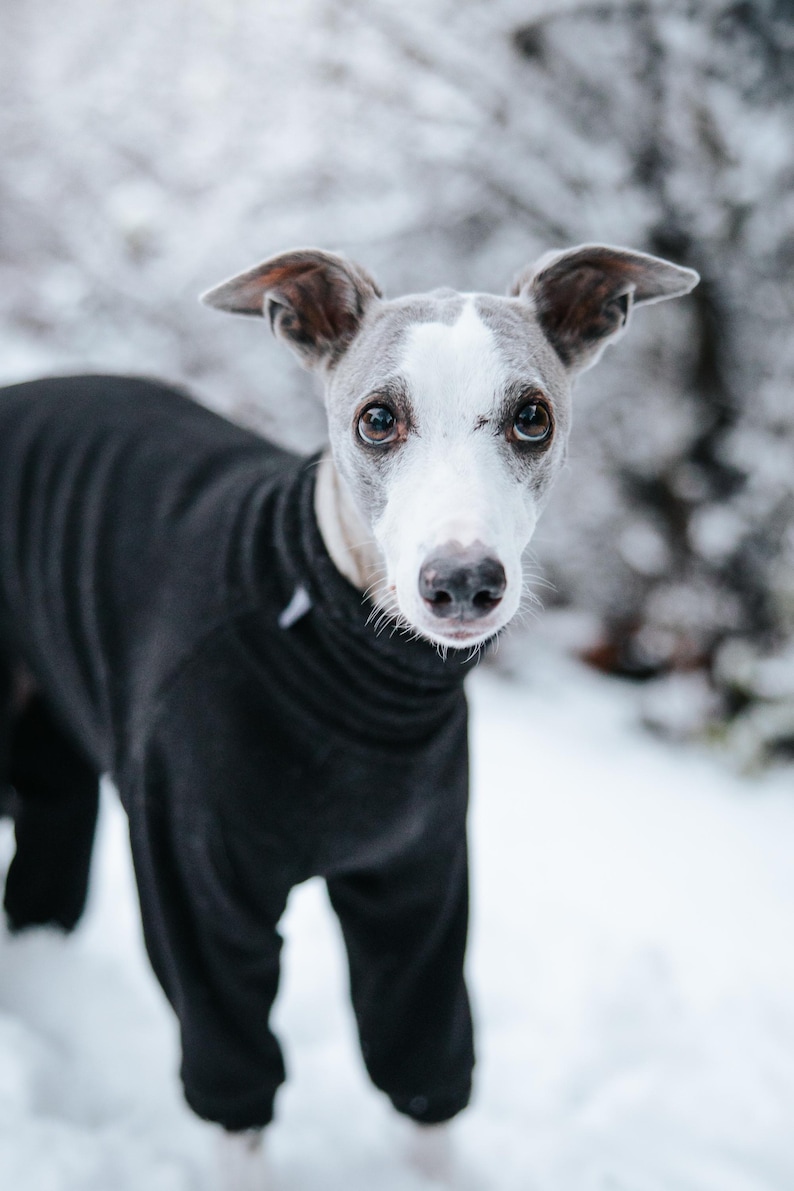 Pu&ograve; includere: Un levriero italiano grigio e bianco indossa un body nero a maniche lunghe con collo alto. L'indumento copre il busto e le zampe del cane e presenta una piccola etichetta bianca vicino allo scollo sul lato sinistro.