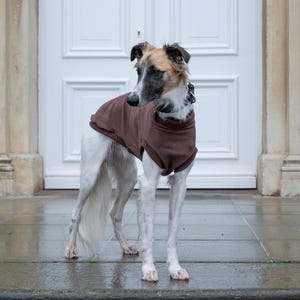 May include: A slender dog with a white and tan coat wearing a solid dark brown sleeveless sweater. The dog has a long snout, dark ears, and a black collar around its neck. The garment covers the torso, leaving the legs and tail visible.