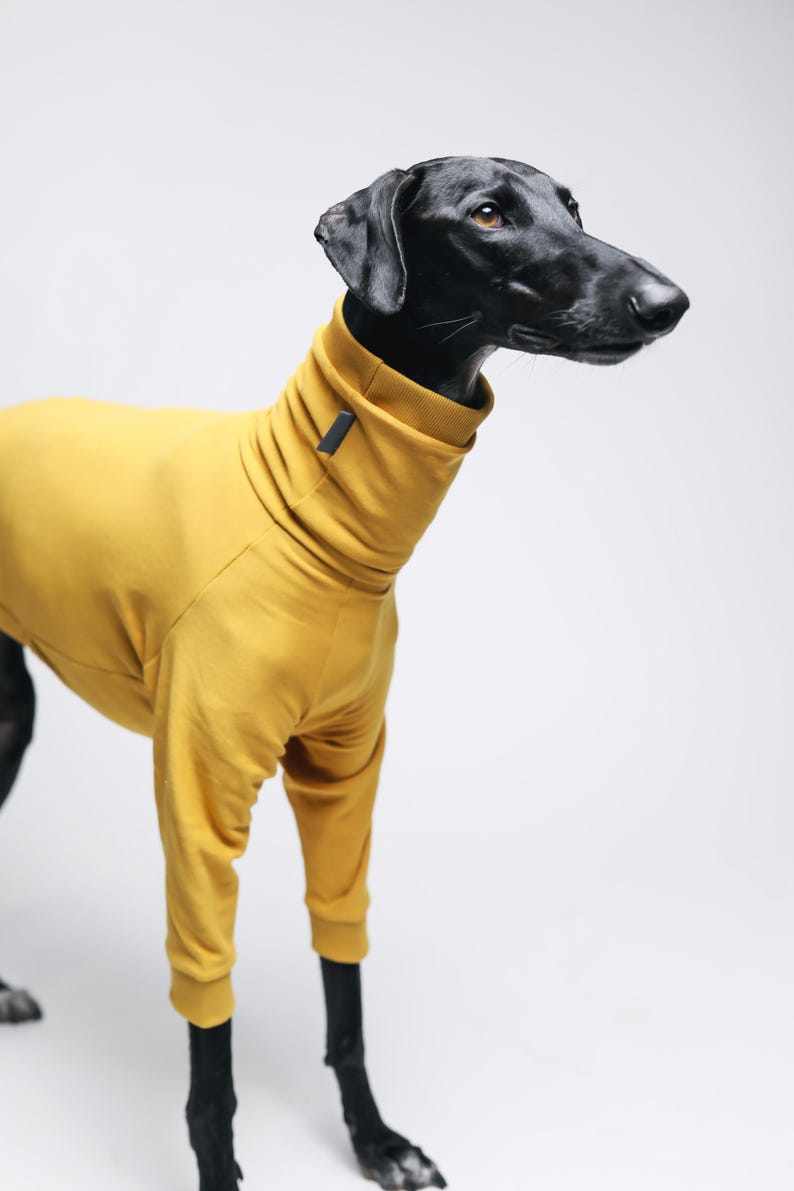 May include: A mustard yellow long-sleeved dog sweater featuring a high turtleneck collar with a small dark rectangular tag attached to the neck. The garment has ribbed cuffs at the sleeves and a fitted design that covers the torso and neck area.