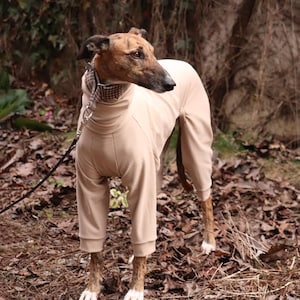 Combinaison lévrier en coton bio : whippet, galgo, saluki, lurcher