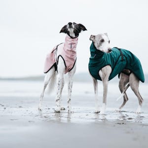 Softshell coat with a COLLAR OPENING for sighthounds - Windproof