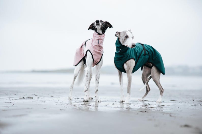 Cappotto softshell con APERTURA COLLO per levrieri - Antivento immagine 1