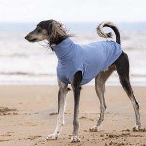 Può includere: Un cane snello con una maglietta a collo alto azzurra è su una spiaggia sabbiosa. Il cane ha un corpo lungo e sottile con pelo nero e grigio e una coda arricciata. Lo sfondo presenta l'oceano e un cielo nuvoloso.