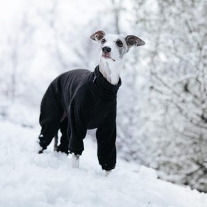 Pu&ograve; includere: Un levriero italiano grigio e bianco indossa un maglione a collo alto nero a maniche lunghe che copre il busto e le zampe. Il cane &egrave; in piedi in un ambiente innevato con neve bianca che copre il terreno e gli alberi.
