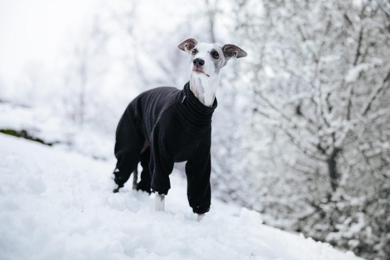 Pu&ograve; includere: Un levriero italiano grigio e bianco indossa un maglione a collo alto nero a maniche lunghe che copre il busto e le zampe. Il cane &egrave; in piedi in un ambiente innevato con neve bianca che copre il terreno e gli alberi.
