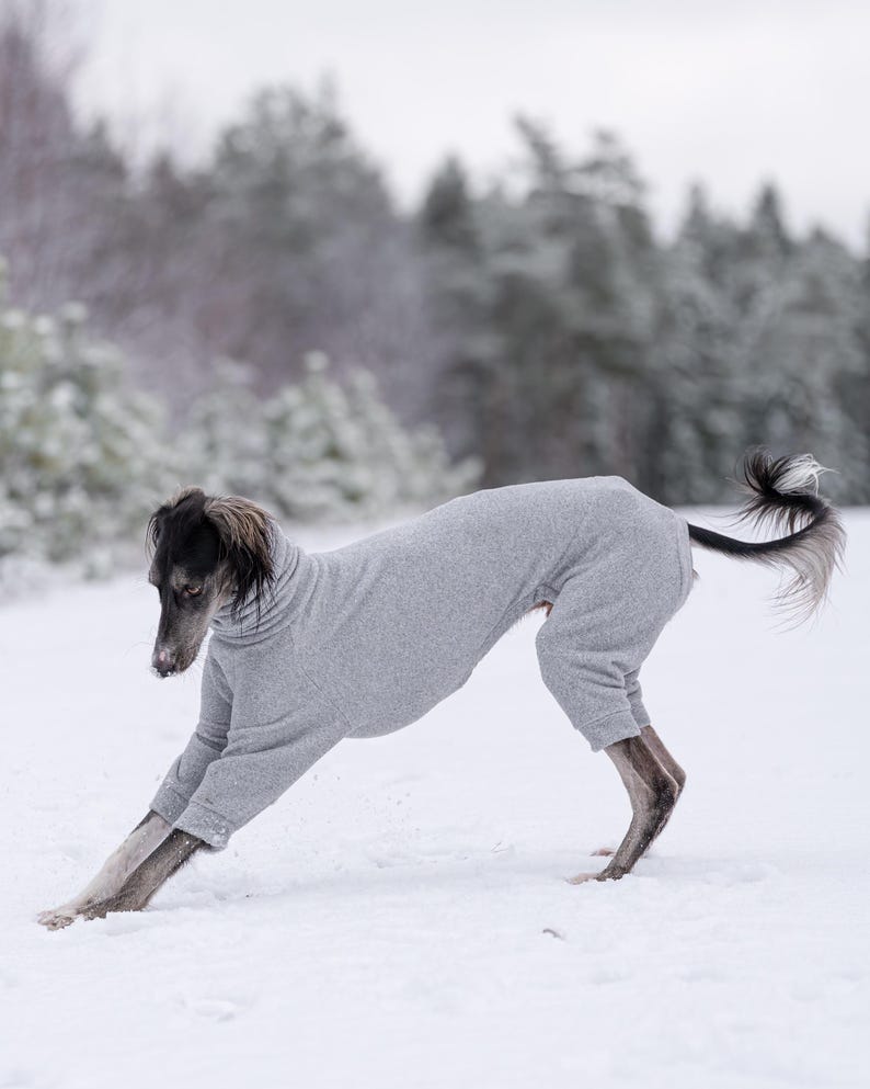Pu&ograve; includere: Un maglione per cani grigio a maniche lunghe e collo alto, realizzato in un morbido tessuto m&eacute;lange. L'indumento copre il busto e le zampe anteriori di un cane snello dal pelo scuro e dalle orecchie lunghe, con polsini a coste sulle maniche.