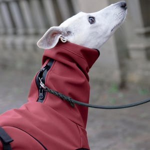 Pu&ograve; includere: Un cane bianco indossa un cappotto bordeaux con cerniera nera e guinzaglio nero. Il cane guarda in alto. Il cappotto ha un colletto alto e una vestibilit&agrave; su misura. Lo sfondo &egrave; sfocato, suggerendo un ambiente esterno.