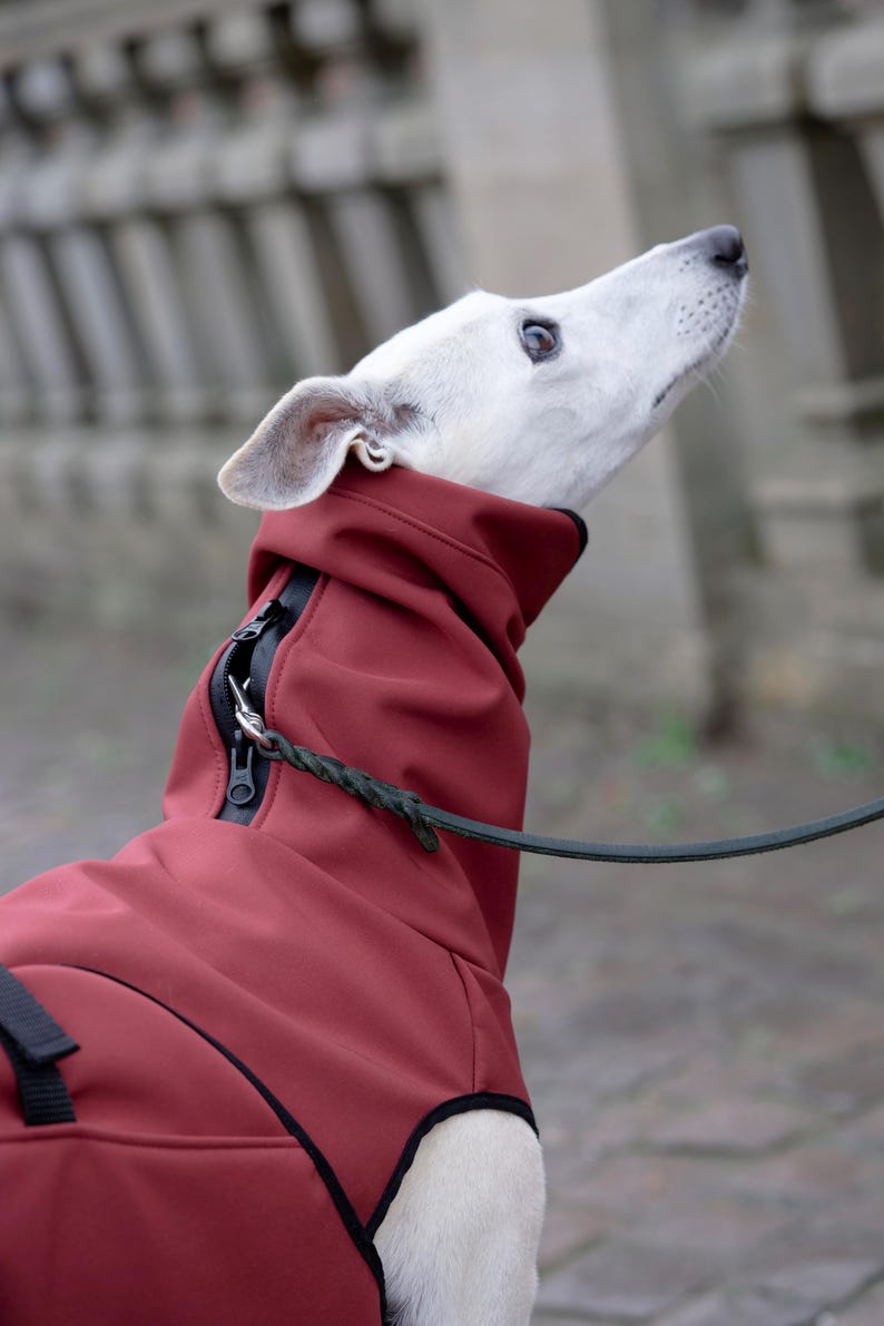 Pu&ograve; includere: Un cane bianco indossa un cappotto bordeaux con cerniera nera e guinzaglio nero. Il cane guarda in alto. Il cappotto ha un colletto alto e una vestibilit&agrave; su misura. Lo sfondo &egrave; sfocato, suggerendo un ambiente esterno.