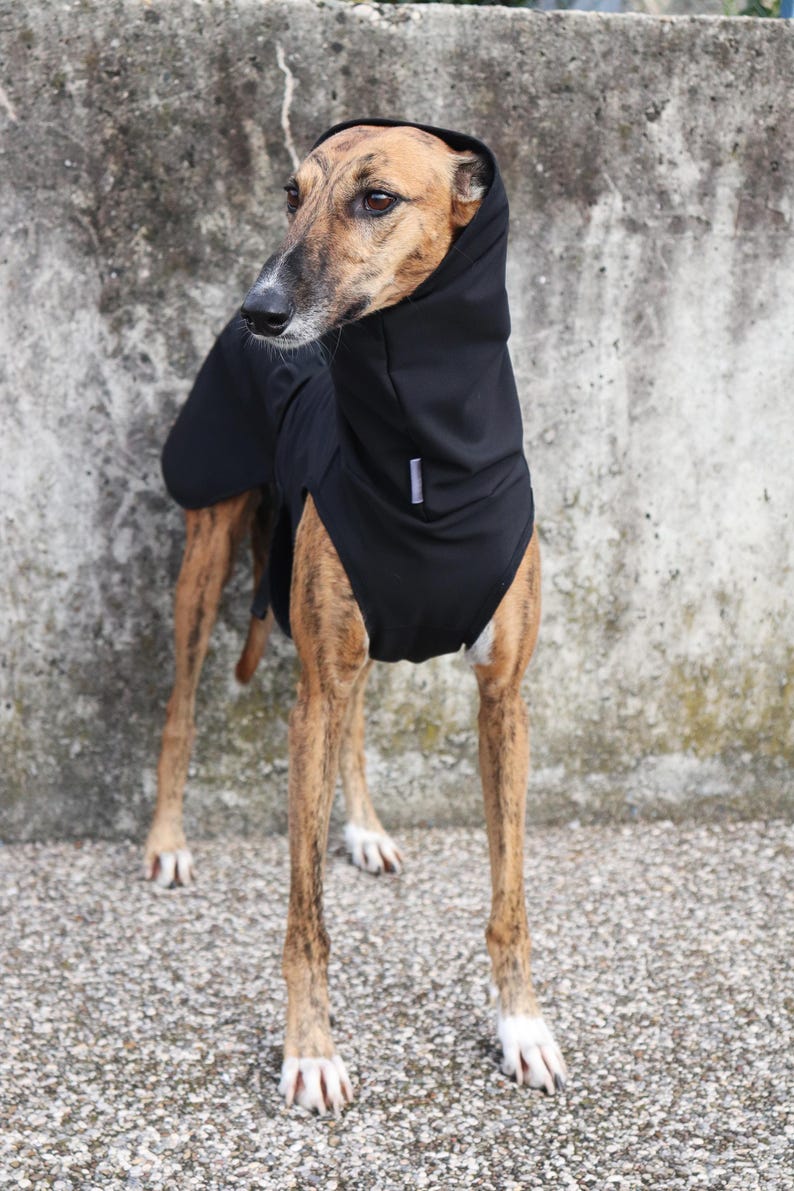 Pu&ograve; includere: Un cane dal mantello tigrato indossa un cappotto nero con cappuccio. Il cane &egrave; in piedi su una superficie strutturata, con un muro di cemento sullo sfondo. Il cappotto copre il corpo e la testa del cane, con una piccola etichetta bianca sul cappuccio.