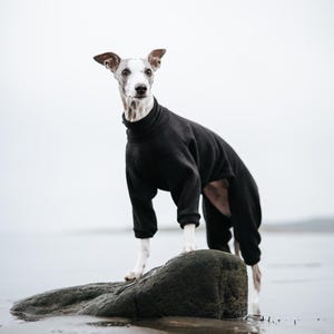 Pu&ograve; includere: Un levriero italiano grigio e bianco indossa una tutina nera a maniche lunghe con collo alto. Il capo presenta un collo alto, maniche aderenti e copre il busto e la parte superiore delle zampe del cane, offrendo un aspetto elegante.