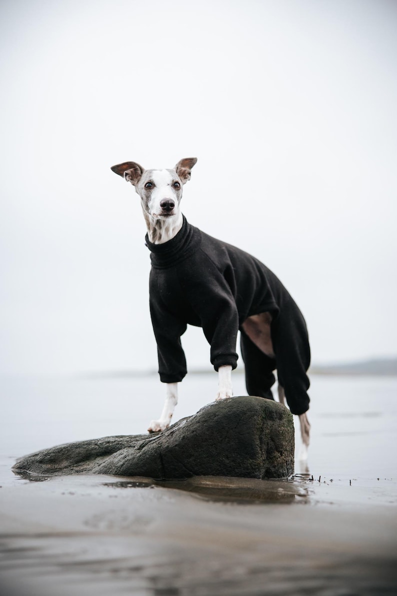 Pu&ograve; includere: Un levriero italiano grigio e bianco indossa una tutina nera a maniche lunghe con collo alto. Il capo presenta un collo alto, maniche aderenti e copre il busto e la parte superiore delle zampe del cane, offrendo un aspetto elegante.