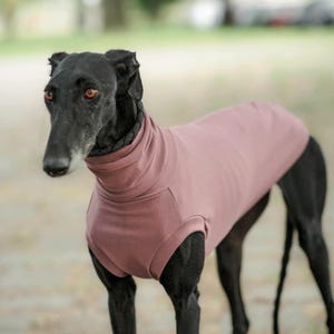 Pode incluir: Um galgo preto vestindo um suéter de gola alta rosa empoeirado. O cão tem um focinho longo e está ao ar livre. O suéter cobre o corpo do cão, proporcionando calor e estilo. Os olhos do cão são visíveis.