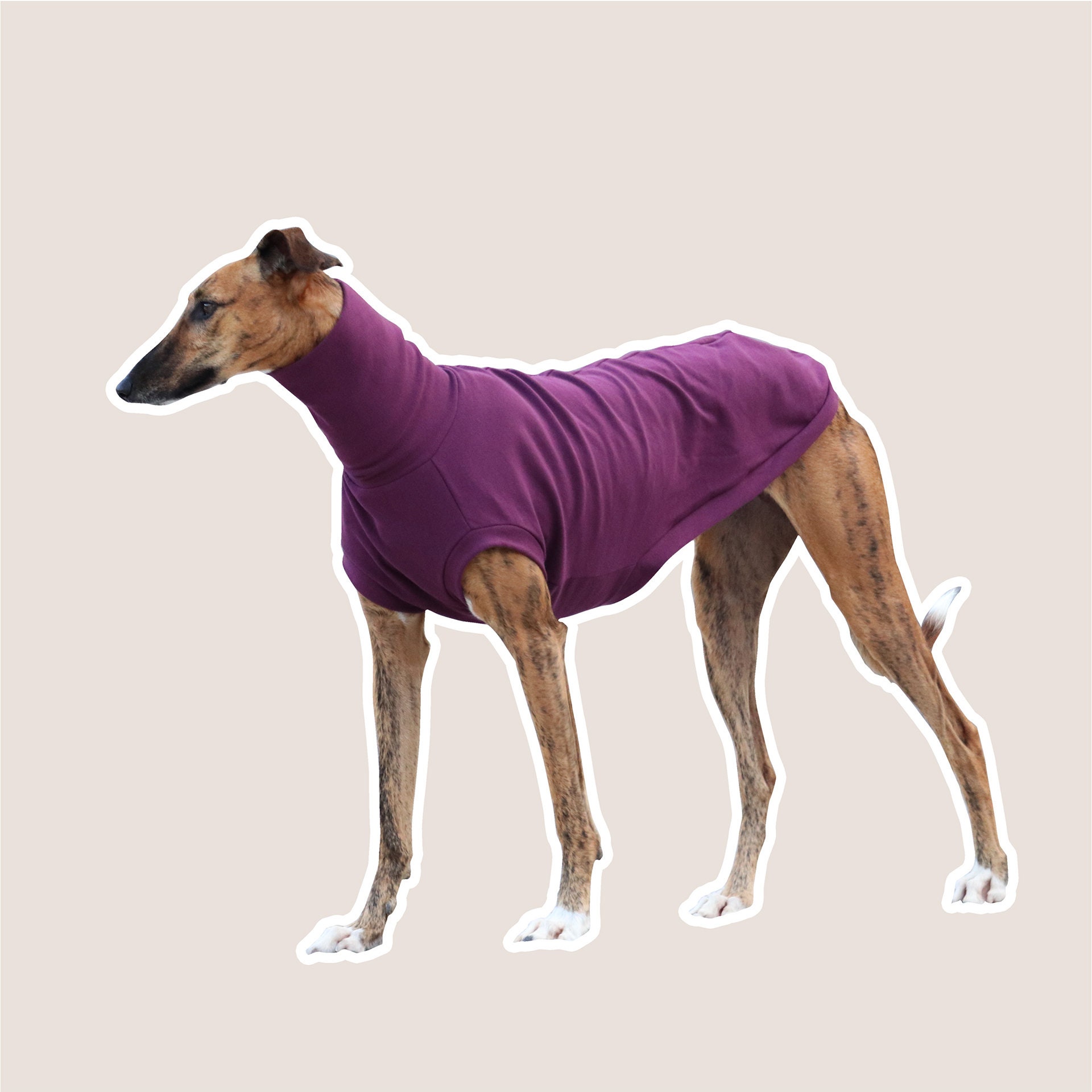 Buddha Paisley Italian Greyhound Collar