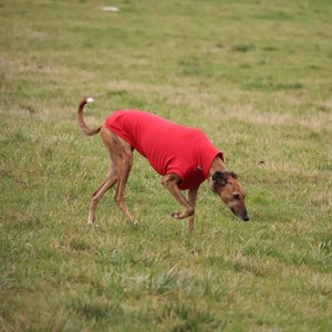 Può includere: Un cane marrone e bianco con una maglietta rossa, che corre attraverso un campo erboso. Il cane è di razza snella, con un lungo muso e orecchie. La maglietta copre il busto del cane e il cane è in movimento.