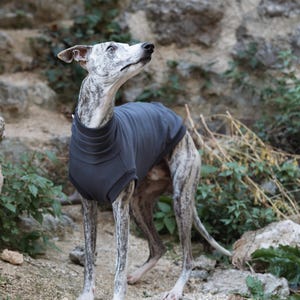 May include: A grey, sleeveless dog sweater with a high, ribbed turtleneck collar. The garment is worn by a brindle-patterned sighthound standing outdoors. The sweater features a solid, dark grey fabric with ribbed trim around the neck and armholes.