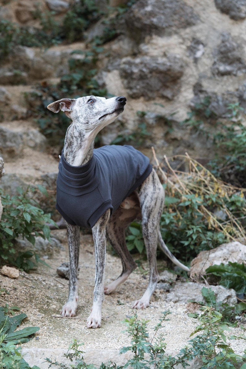 May include: A grey, sleeveless dog sweater with a high, ribbed turtleneck collar. The garment is worn by a brindle-patterned sighthound standing outdoors. The sweater features a solid, dark grey fabric with ribbed trim around the neck and armholes.