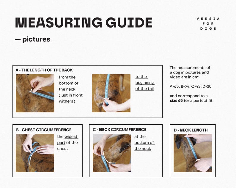 Pu&ograve; includere: Una guida alle misurazioni per cani intitolata MEASURING GUIDE VERSIA FOR DOGS con quattro pannelli illustrativi che mostrano come misurare lunghezza schiena, circonferenza torace, circonferenza collo e lunghezza collo con metro blu in cm.