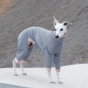 Striped onesie for greyhound, whippet, galgo, saluki, lurcher, Italian greyhound (pajamas); with coloured cuffing