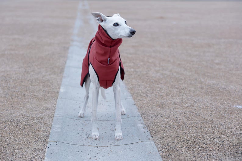 Pu&ograve; includere: Un cane bianco indossa un cappotto rosso con finiture nere e si trova su un sentiero di cemento. Il cappotto ha un colletto alto e copre la schiena e il petto del cane. Lo sfondo &egrave; una superficie di ghiaia.
