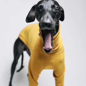 May include: A black dog with a sleek coat wearing a solid mustard yellow long-sleeved shirt with a high neck. The dog is captured in a front-facing view with its mouth wide open in a yawn, showing its pink tongue and teeth against a plain background.