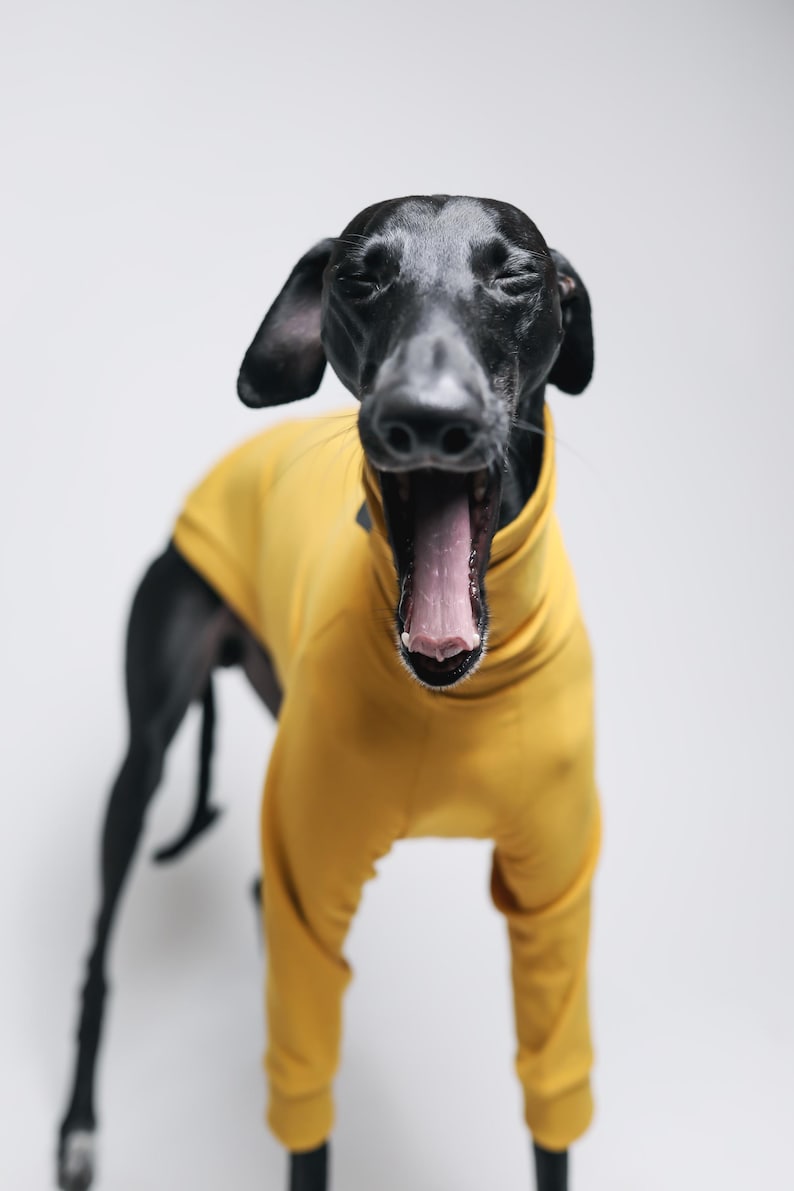May include: A black dog with a sleek coat wearing a solid mustard yellow long-sleeved shirt with a high neck. The dog is captured in a front-facing view with its mouth wide open in a yawn, showing its pink tongue and teeth against a plain background.