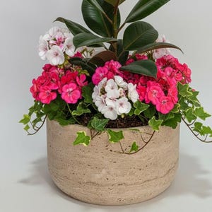 May include: A potted arrangement featuring a rubber plant with large, glossy green leaves, surrounded by vibrant pink and white geraniums. Trailing ivy adds a touch of green. The plants are in a textured, beige-colored pot.