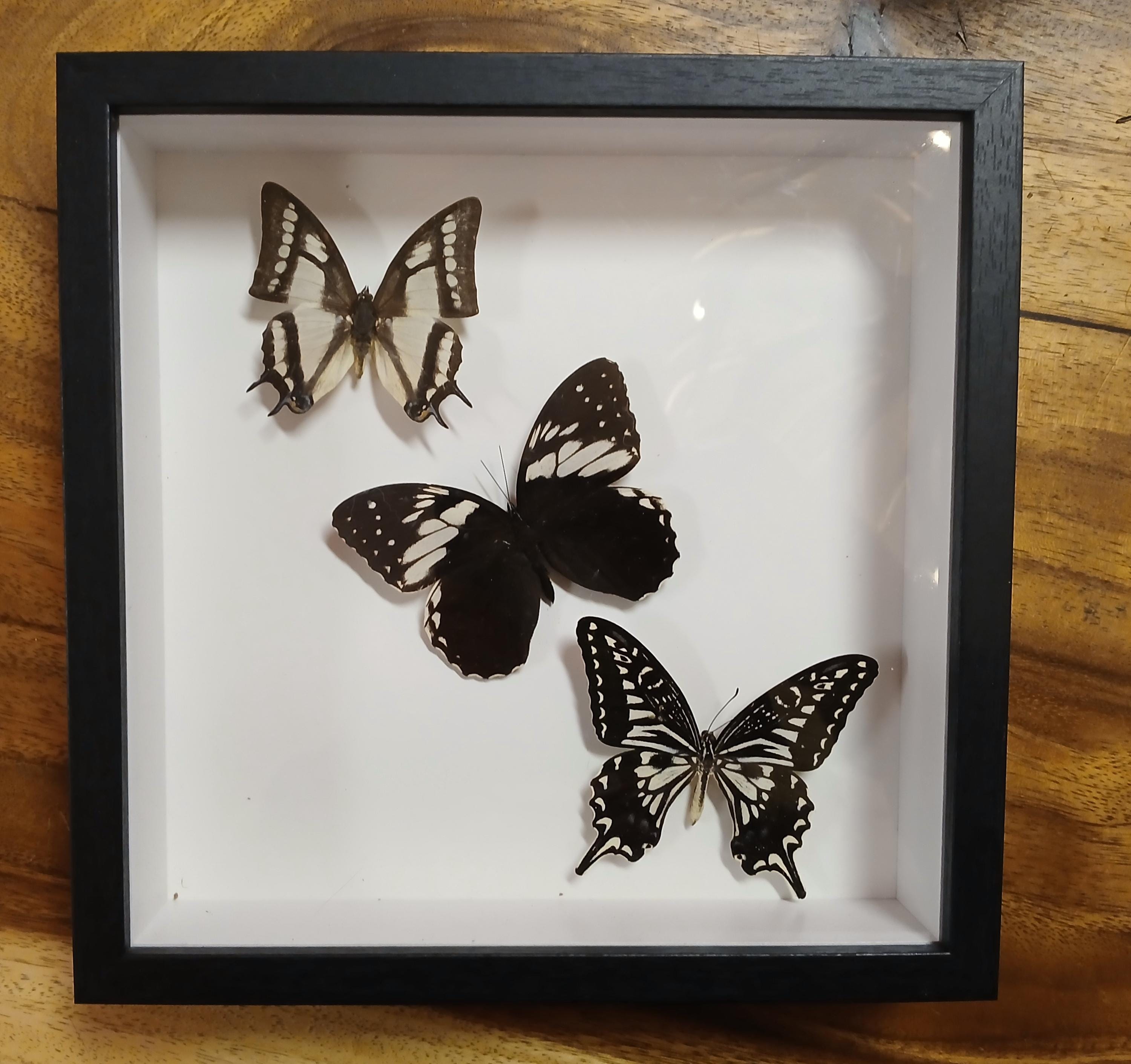 Butterflies in Photo Frame - Etsy