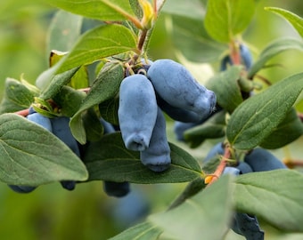 AURORA HONEYBERRY (aka haskaps, Lonicera caerulea)