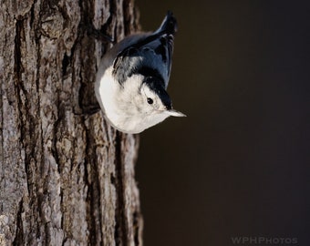 White Breasted Nuthatch | Bird Photography | Northern Minnesota | Ready to Frame Photo Print