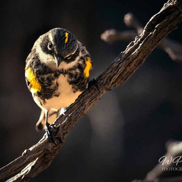 Yellow Rump Warbler | Bird Photography | Northern Minnesota | Ready to Frame Photo Print