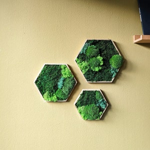 Moss picture with different moss species in a wooden hexagon frame, color and species customizable Perfect wall design and natural decoration