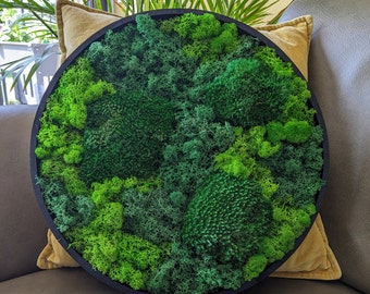 Moss picture 30/40 cm with ball moss/Iceland moss in various shades of green, round wooden frame black/oiled/natural for natural wall decoration.