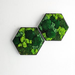 Cuadro hexagonal de musgo, decoración de pared natural, con posibilidades creativas. Crea tu propia pared de musgo. Con musgo bola, musgo de Islandia y musgo en placa.