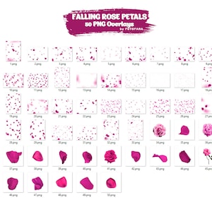 May include: A collection of 50 PNG overlays featuring falling rose petals in various arrangements and individual petals. The overlays include pink rose petals and complete roses, perfect for digital design projects. The text "FALLING ROSE PETALS 50 PNG Overlays" is at the top.