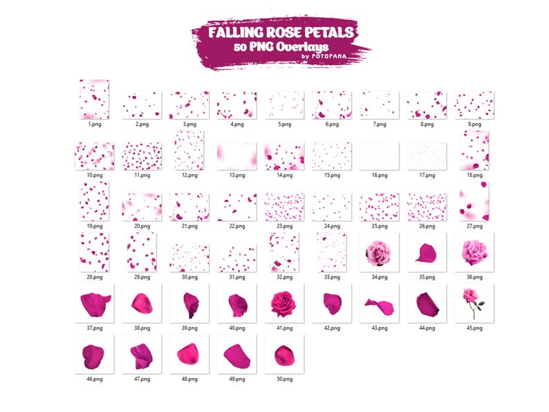 May include: A collection of 50 PNG overlays featuring falling rose petals in various arrangements and individual petals. The overlays include pink rose petals and complete roses, perfect for digital design projects. The text "FALLING ROSE PETALS 50 PNG Overlays" is at the top.