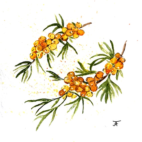 Original watercolor, sea buckthorn, digital print, art print, handmade, autumn, nature, wall decoration, design, art