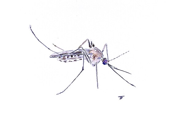 Original watercolor, mosquito, digital print, art print, handmade, digital download, nature, wall decoration, design, insect, art