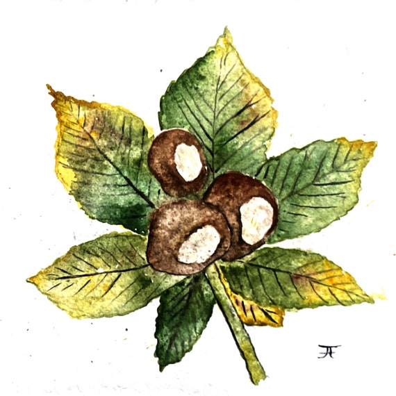 Original watercolor, chestnut, digital print, art print, handmade, autumn, nature, wall decoration, design, art