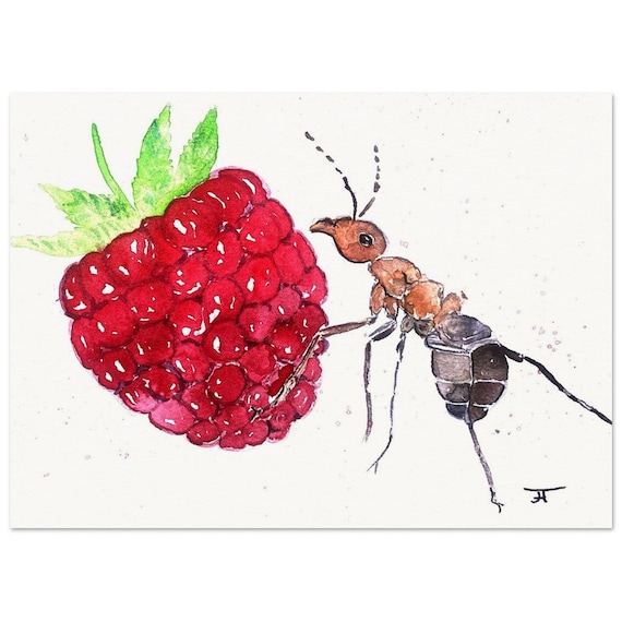 hand painted watercolor, directly from the artist, art print, ant, raspberry, wall decoration, poster, card, gift
