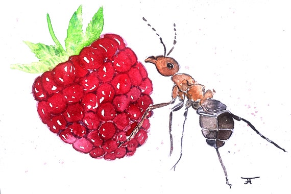 Original watercolor, ant, raspberry, digital print, art print, handmade, digital download, nature, wall decoration, design, insect, art